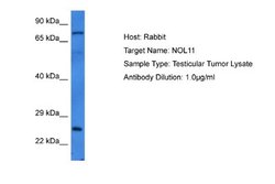 NOL11 Rabbit anti-Human, Polyclonal, Novus Biologicals 0.1ml; Unconjugated:Antibodies,